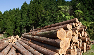 Study of the Russian energy market, coniferous timber and waste paper markets