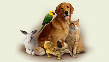 Study of the market for products for animal care in the Russian Federation