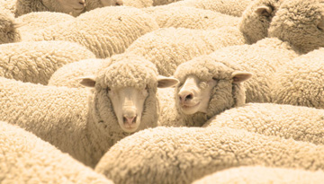 Research on the market of sheep production