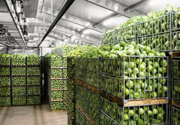 Research on the market for storing vegetables and fruits of the Moscow region