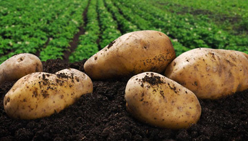 Study of the demand for potatoes among food industry enterprises.