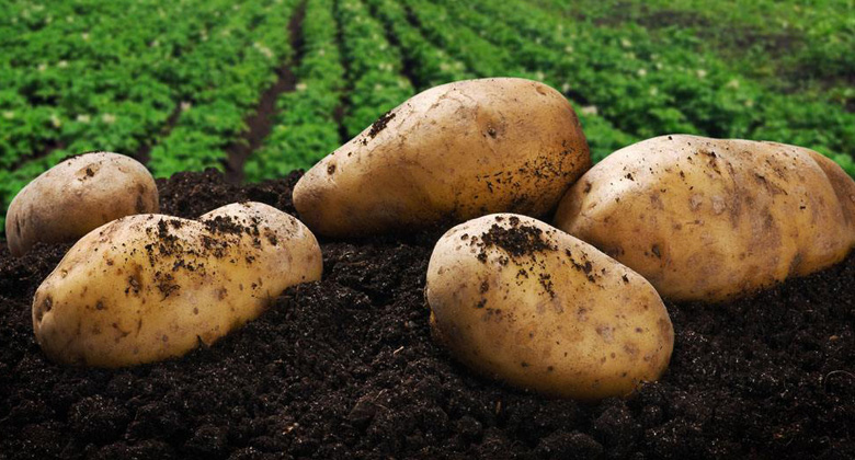 Study of the demand for potatoes among food industry enterprises.