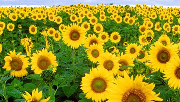 Sunflower and sunflower oil market