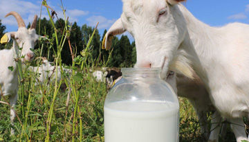 Study of Chinese baby food market based on dry goat milk